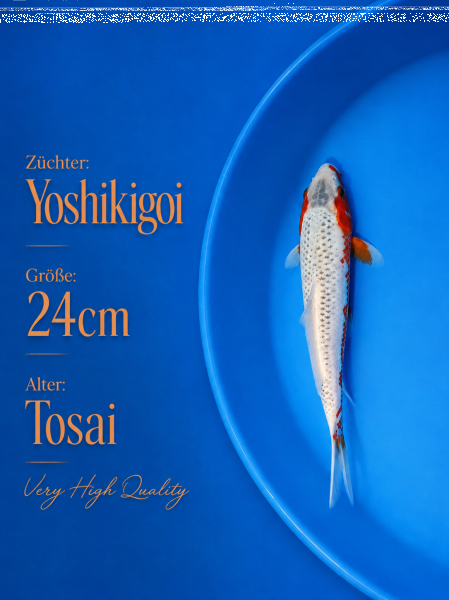 Tosai Yoshikigoi Koi #145