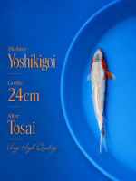 Tosai Yoshikigoi Koi #145