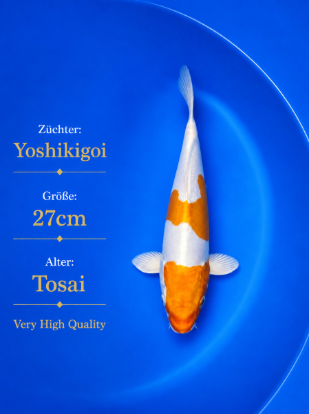 Tosai Yoshikigoi Koi #146
