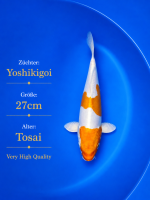 Tosai Yoshikigoi Koi #146