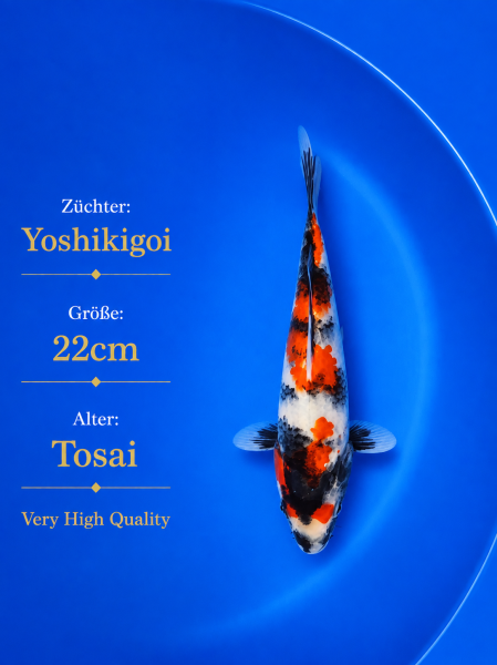 Tosai Yoshikigoi Koi #147