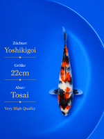 Tosai Yoshikigoi Koi #147