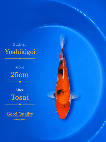 Tosai Yoshikigoi Koi #148