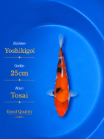 Tosai Yoshikigoi Koi #148