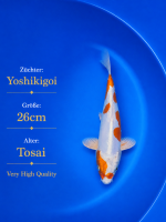 Tosai Yoshikigoi Koi #149