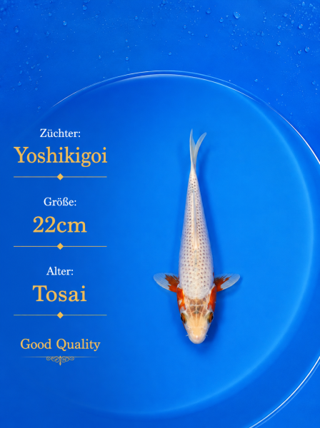 Tosai Yoshikigoi Koi #150