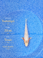 Tosai Yoshikigoi Koi #150