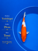 Tosai Yoshikigoi Koi #151