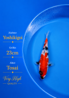 Tosai Yoshikigoi Koi #152