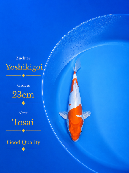 Tosai Yoshikigoi Koi #153
