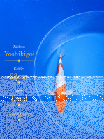 Tosai Yoshikigoi Koi #153