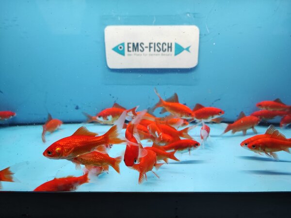Goldfisch Comet ca. 7 - 10cm