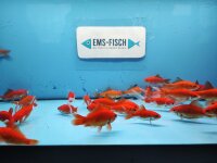 Goldfisch Comet ca. 7 - 10cm