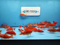 Goldfisch Comet ca. 7 - 10cm
