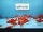 Goldfisch Comet ca. 7 - 10cm