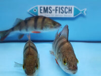 Flussbarsch ca. 12 - 15 cm