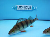 Flussbarsch ca. 12 - 15 cm
