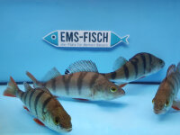Flussbarsch ca. 12 - 15 cm