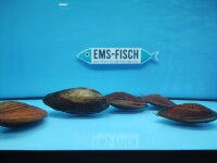 Teich Muschel ca. 8 - 12cm