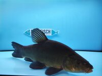 Schleie, Grünschleie (Tinca Tinca)