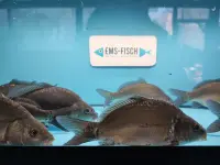 Spiegelkarpfen