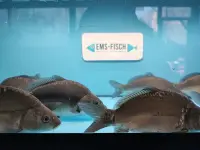 Spiegelkarpfen