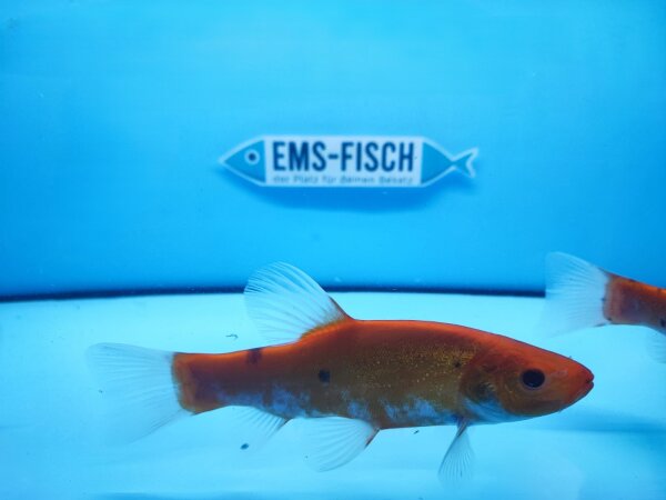Goldschleie (Tinca Tinca)