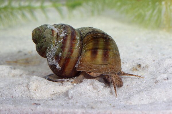 Sumpfdeckel Schnecke