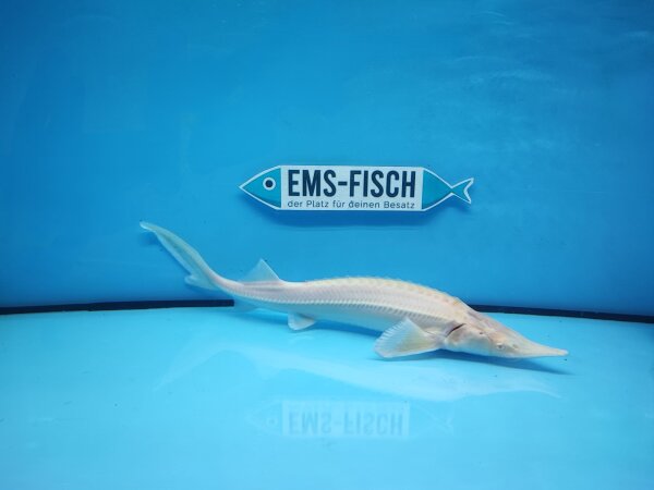 Albino Sterlet 20 - 30cm