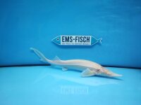 Albino Sterlet 20 - 30cm