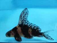 Wimpelkarpfen (Fledermausfisch) ca. 8 - 10 cm