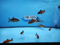 Goldfisch Schwarz / Rot ca. 10 - 12cm
