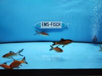 Goldfisch Schwarz / Rot ca. 10 - 12cm