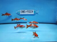 Goldfisch Weiß / Rot ca. 10 - 12cm