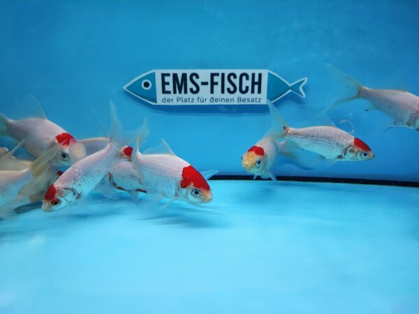 Tancho Goldfisch ca. 12 - 15cm